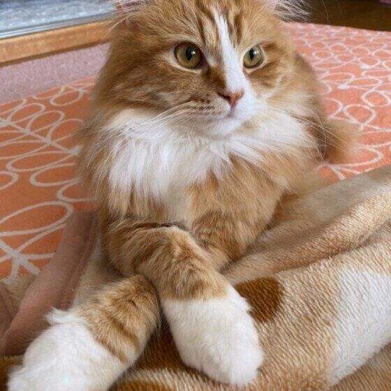 くつろぐラガマフィン