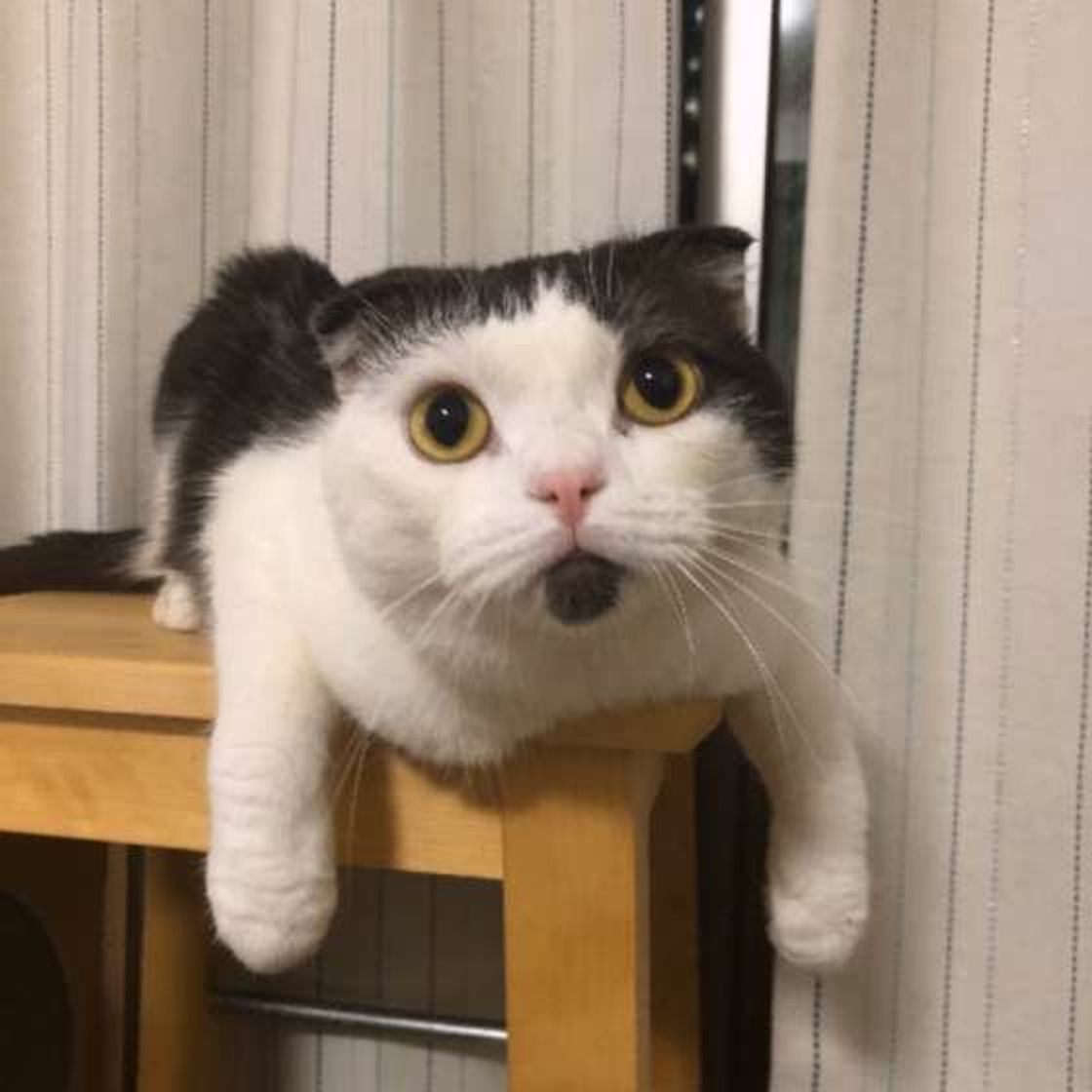 愛猫を苦しめてるかも 気をつけたい猫への 世話ハラ 6つ ねこのきもちweb Magazine 愛猫を苦しめてるかも 気をつけたい猫への 世話ハラ 6つ ねこのきもちweb Magazine