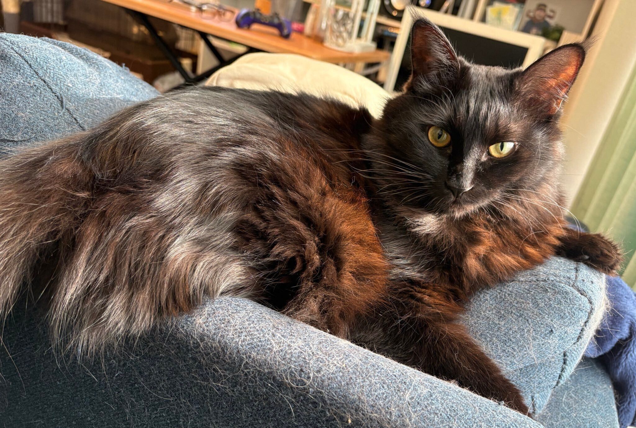 日向ぼっこするヨルちゃん