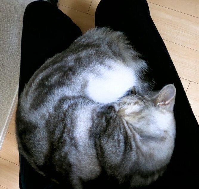 アンモニャイト状態のコニーちゃん