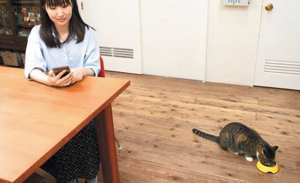 床でごはんを食べる猫