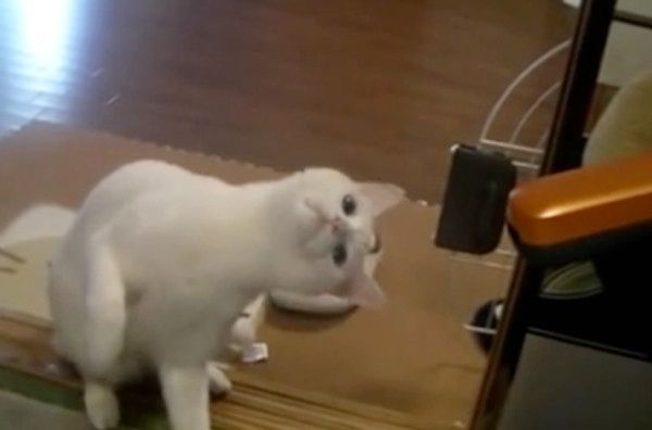 掃除機を見つめる猫