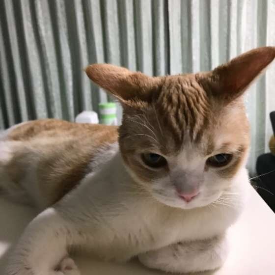 イカ耳のスコティッシュフォールド