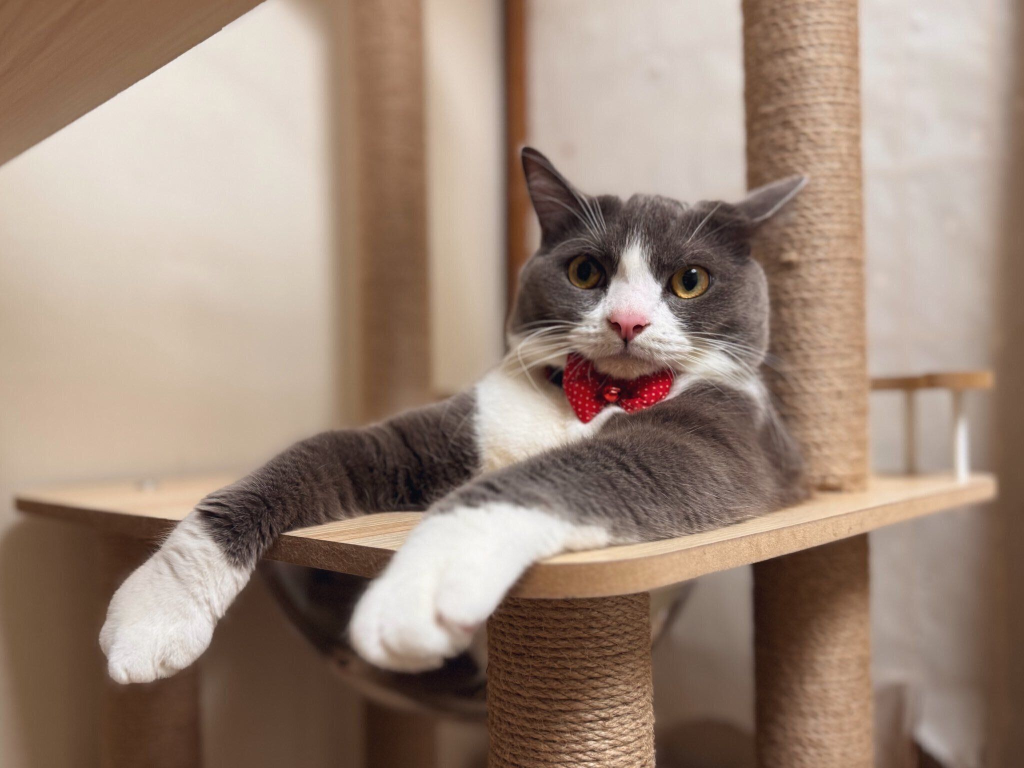 くつろぐごましおくん