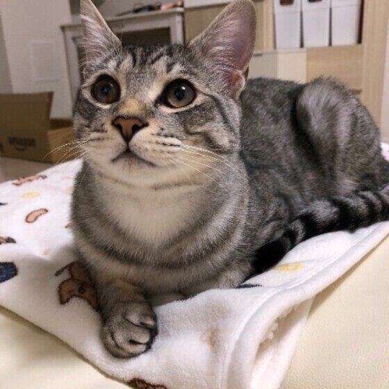 まったりするサバトラ