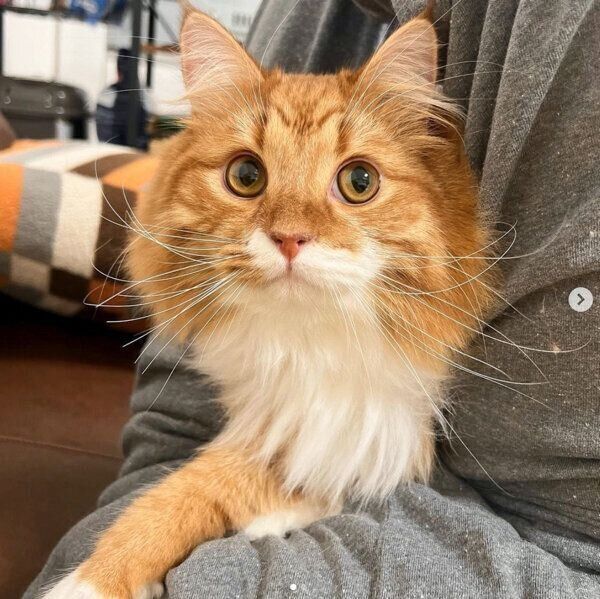 見つめる煉獄くん