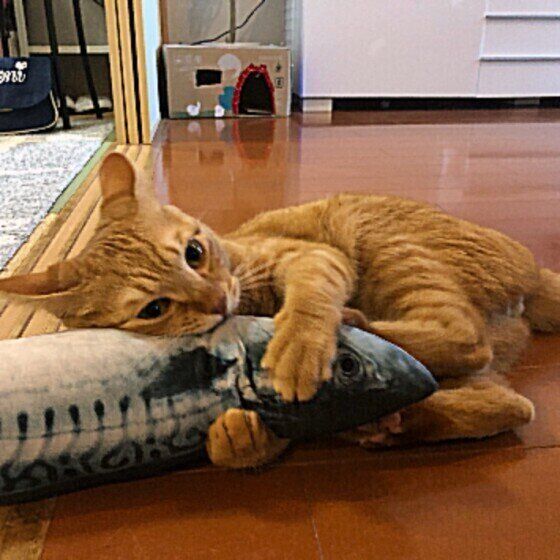 ぬいぐるみをける猫