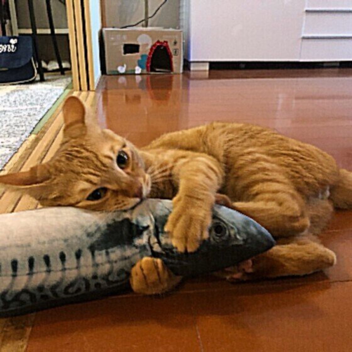 タックルしてケリケリ 猫が人の腕や足をつかまえてキックしてくる心理 ねこのきもちweb Magazine タックルしてケリケリ 猫が人の腕や足をつかまえてキックしてくる心理 ねこのきもちweb Magazine