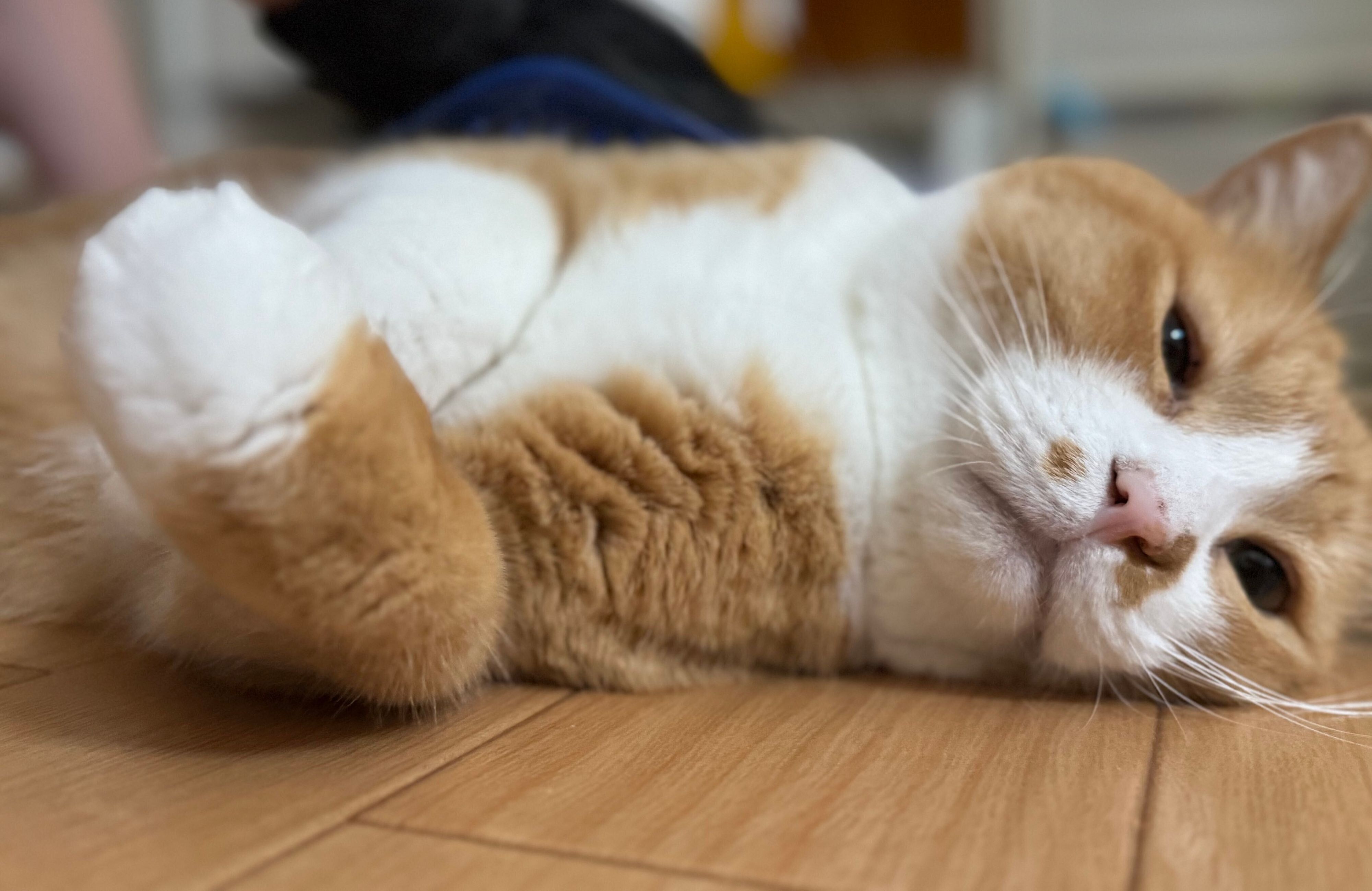 寝転がるさんてくん