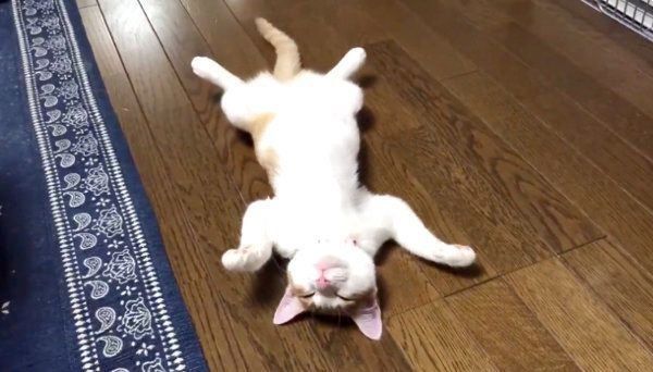 ストーブの虜となってしまったミィちゃん