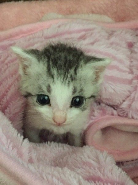 猫風邪の重症化は命の危険も！知っておきたい猫風邪あれこれ｜ねこのき 