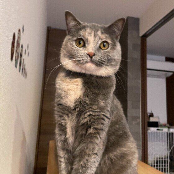 見つめるマンチカン