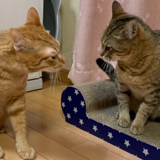 キジトラ くりちゃん