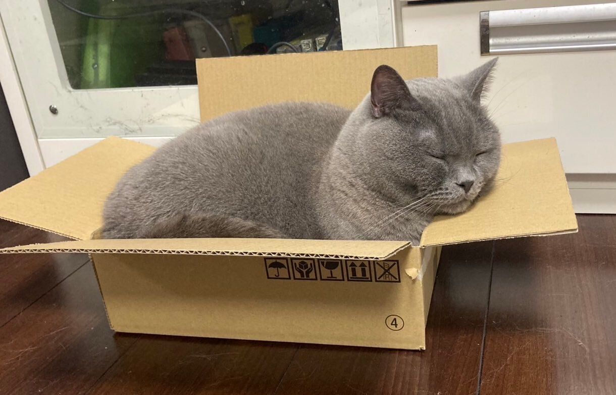 寝ているシャルトリュー