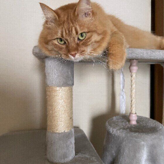 茶トラのサクラくん