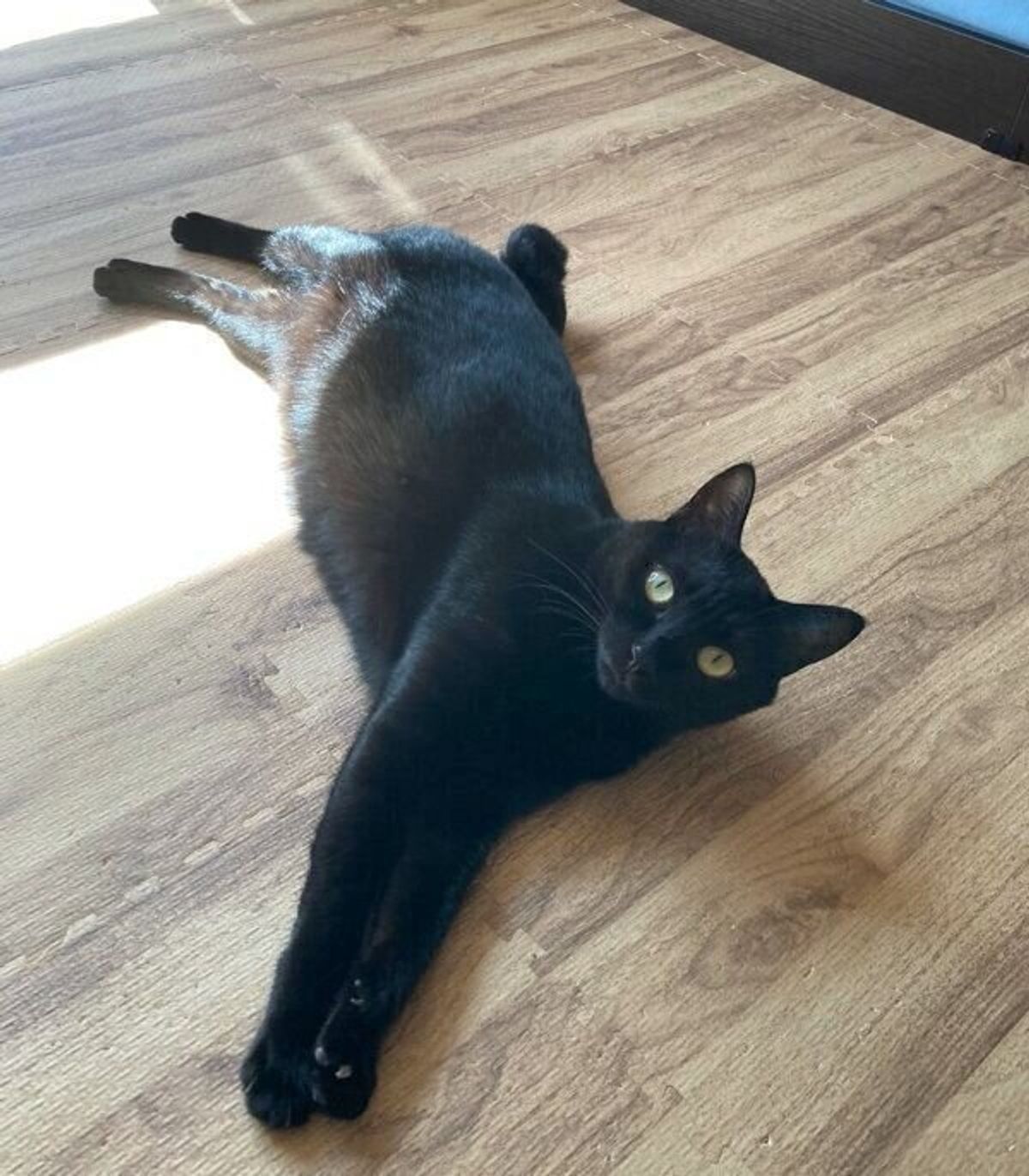 遊びの最中に やんのかステップ をする元保護猫 迫力満点な姿に カッコいい 黒ヒョウみたい ねこのきもちweb Magazine 遊びの最中に やんのかステップ をする元保護猫 迫力満点な姿に カッコいい 黒ヒョウみたい ねこのきもちweb Magazine