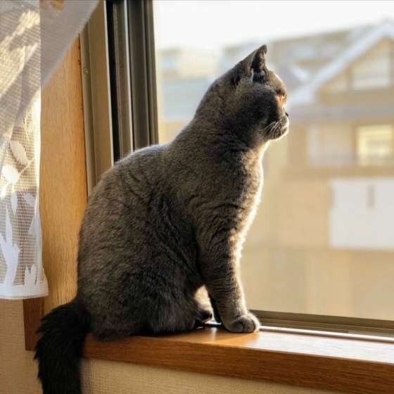 ブリティッシュショートヘアの小倉あんこちゃん