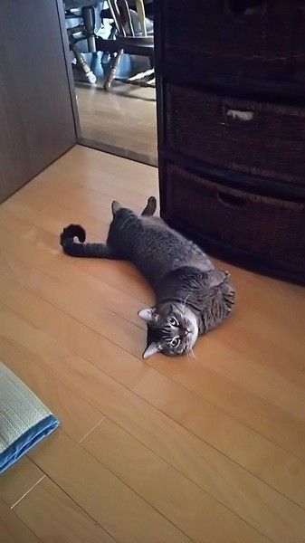 マンチカンのみー太郎くん♪