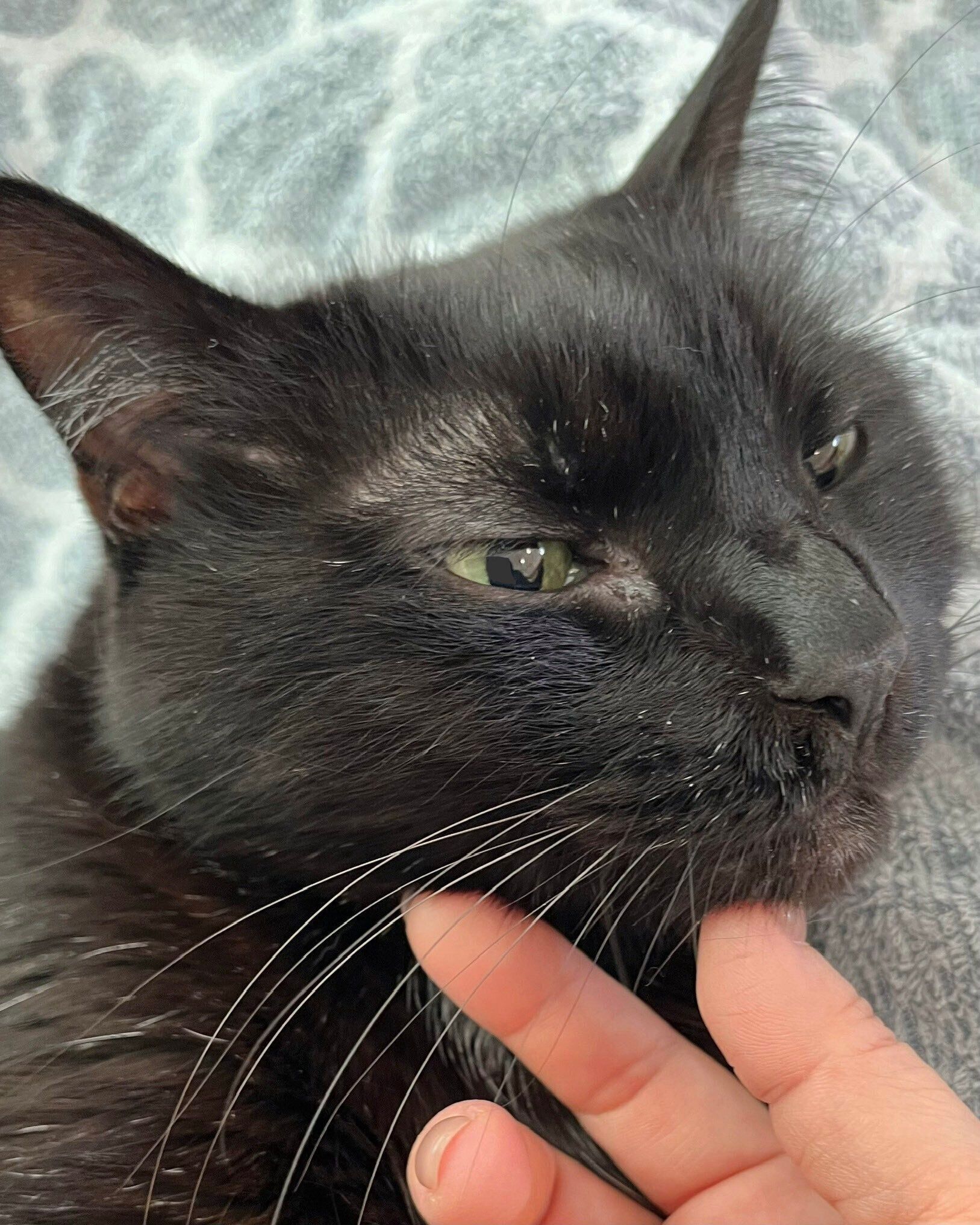 飼い主に甘える猫