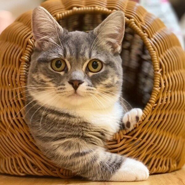 少しびっくりした表情のトロロこんぶちゃん