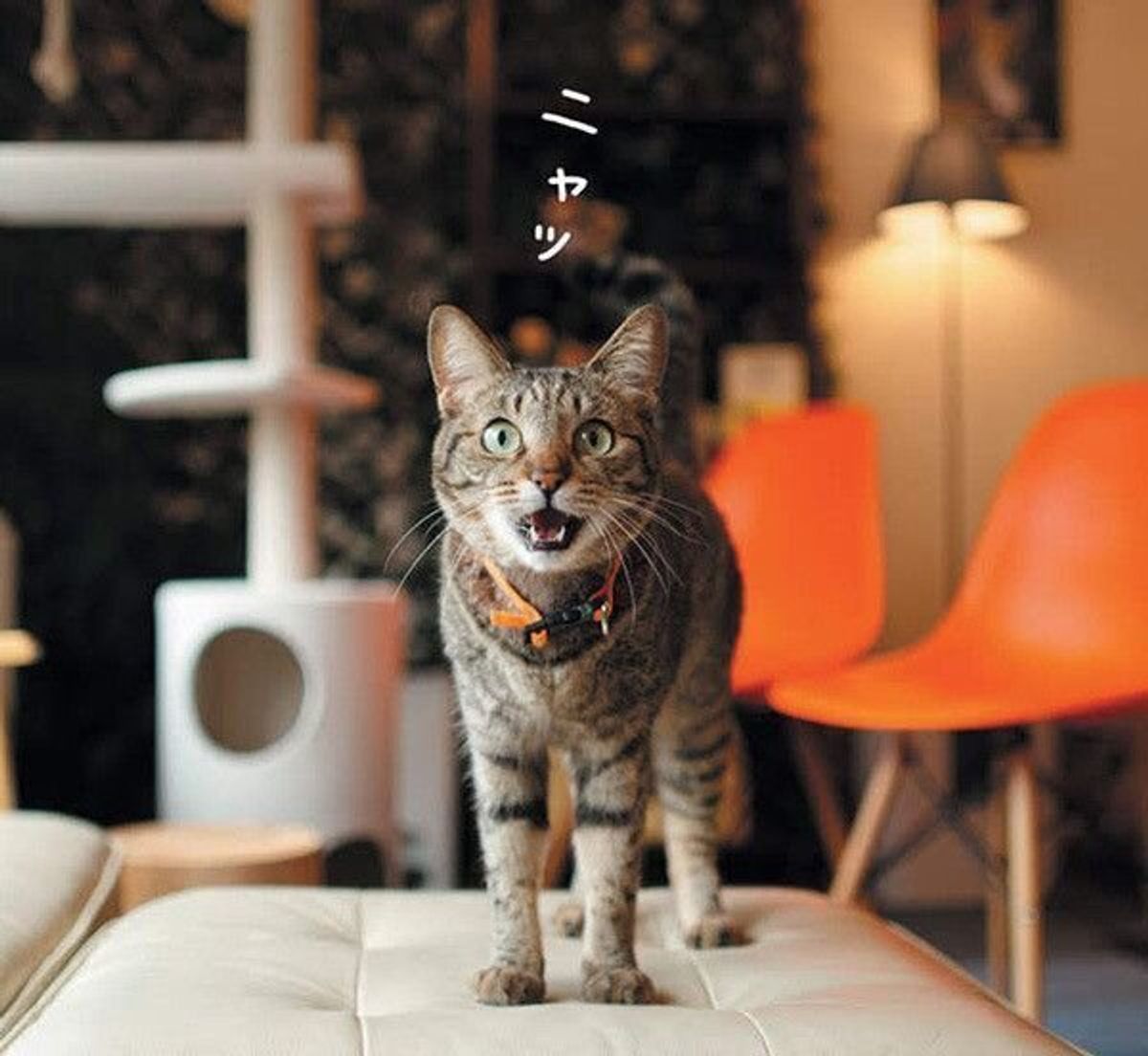 知ってる 猫の 寝る 乗る 鳴く の行動に隠されたホンネ ねこのきもちweb Magazine 知ってる 猫の 寝る 乗る 鳴く の行動に隠されたホンネ ねこのきもちweb Magazine