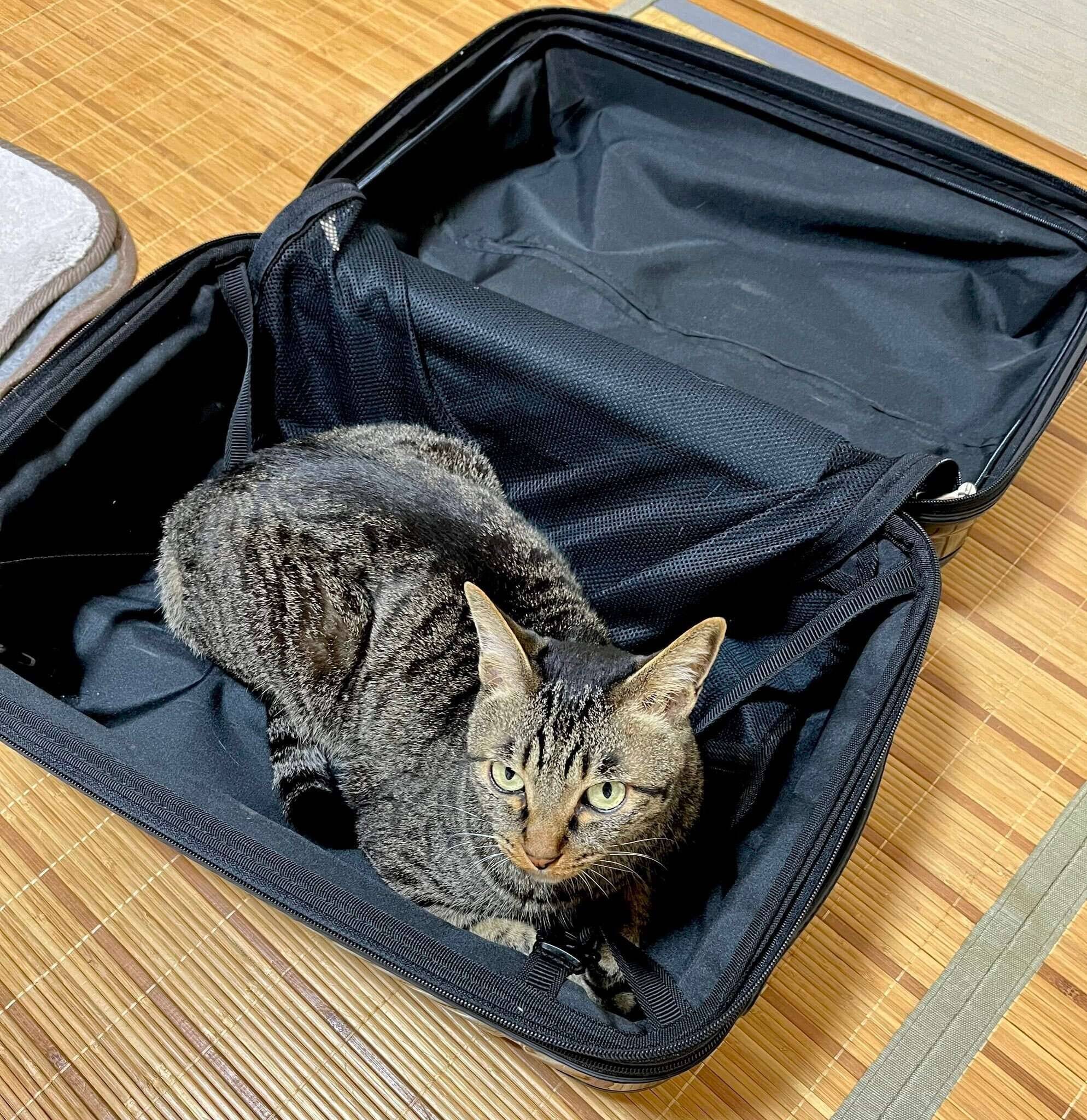 スーツケースの中でくつろぐ猫