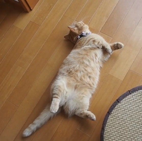 部屋でくつろぐマンチカン