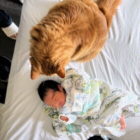 赤ちゃんを見るRenardちゃん（メインクーン）