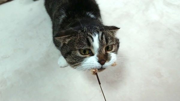 猫じゃらしと猫