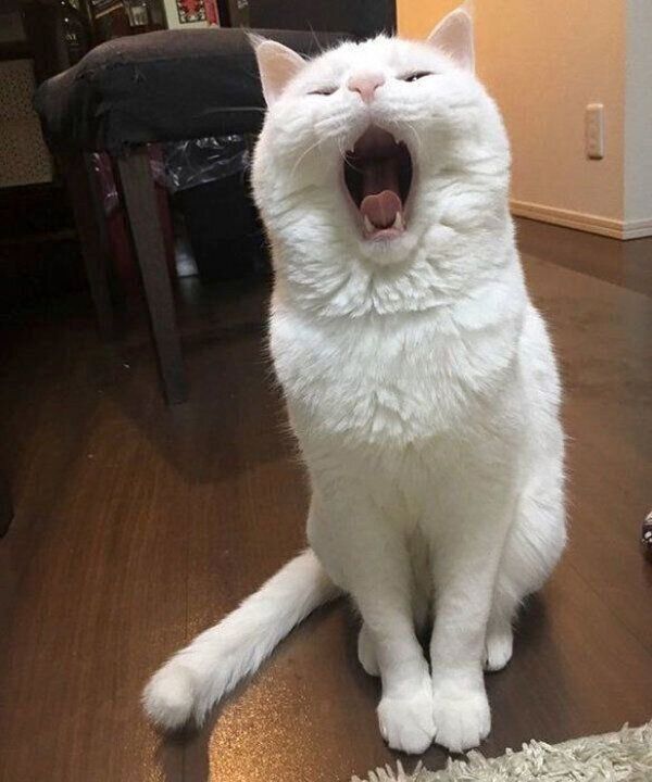 口を開けるハク様