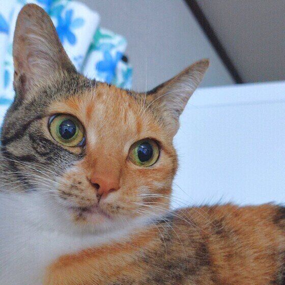 横たわって首をもたげ、斜め左うしろを振り返っているMIX(ミケ)の顔アップ