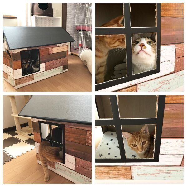 手作りダンボールハウスで遊ぶ猫
