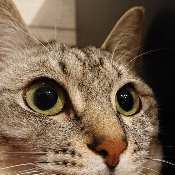 ドアップのサバトラのはなちゃん