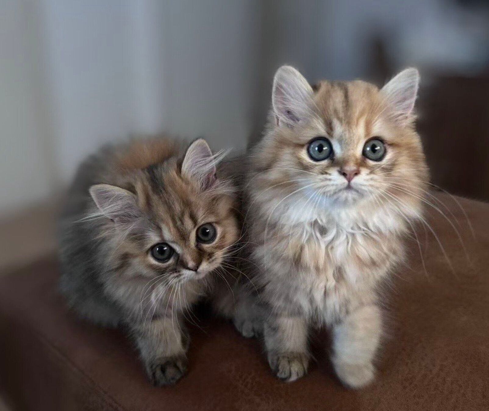 元飼い主さんの家で暮らしていたころのチャチャちゃん、ラピちゃん