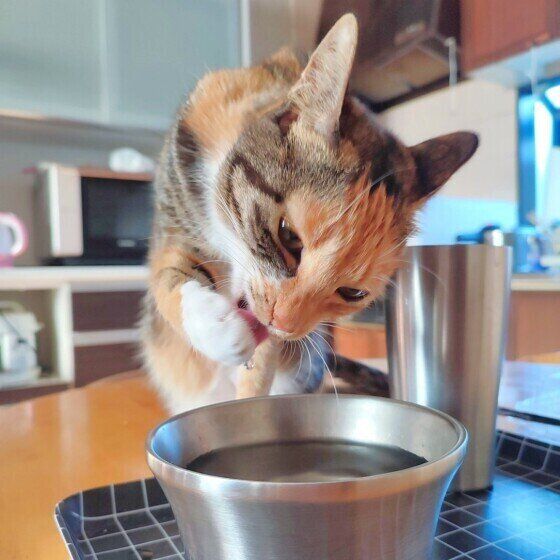水を飲む猫