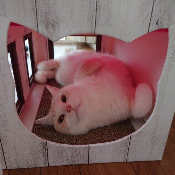 こうめちゃん（マンチカン）