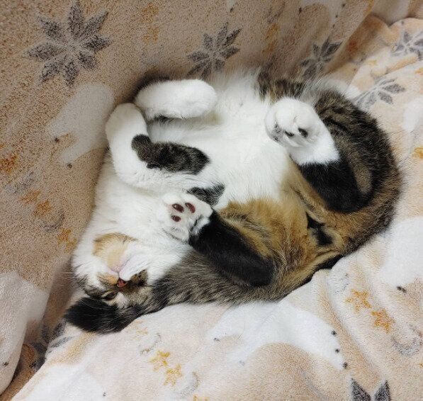 独特のポーズでこたつでくつろぐスコティッシュフォールドのまるくん