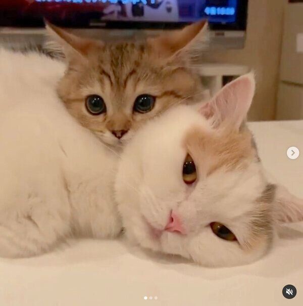 仲良しなしらすちゃん、にぼしちゃん