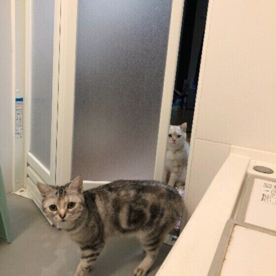 お風呂に入るアメリカンショートヘア