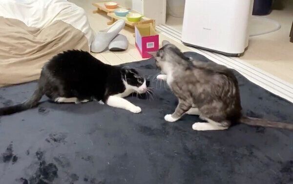 くろまめちゃんに激弱ビンタをするもやしくん