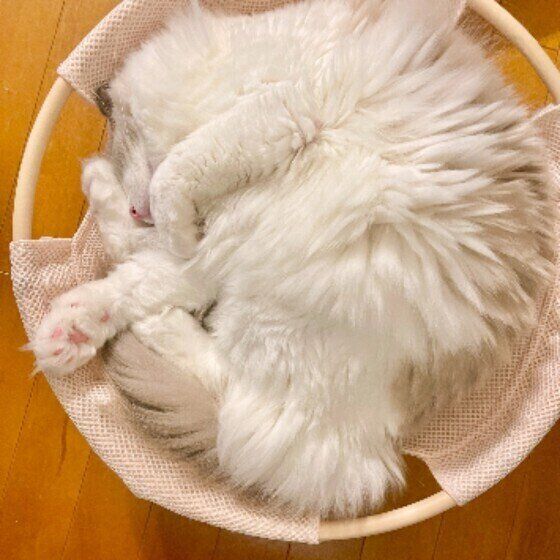 アンモニャイトで爆睡するこむぎちゃん