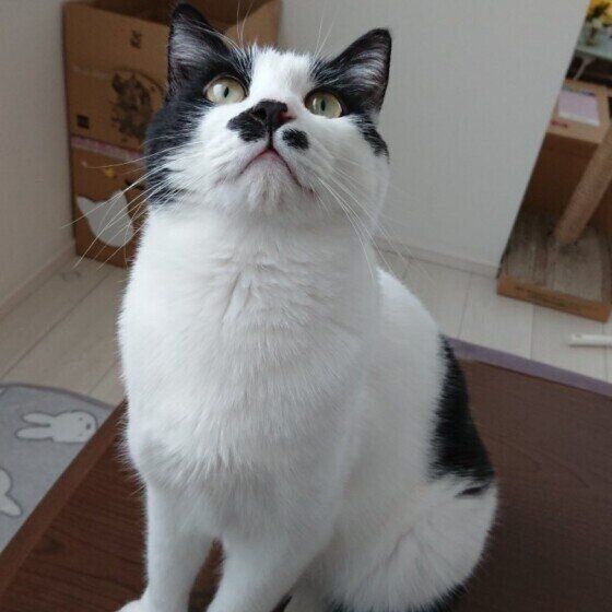 天井を見つめる猫