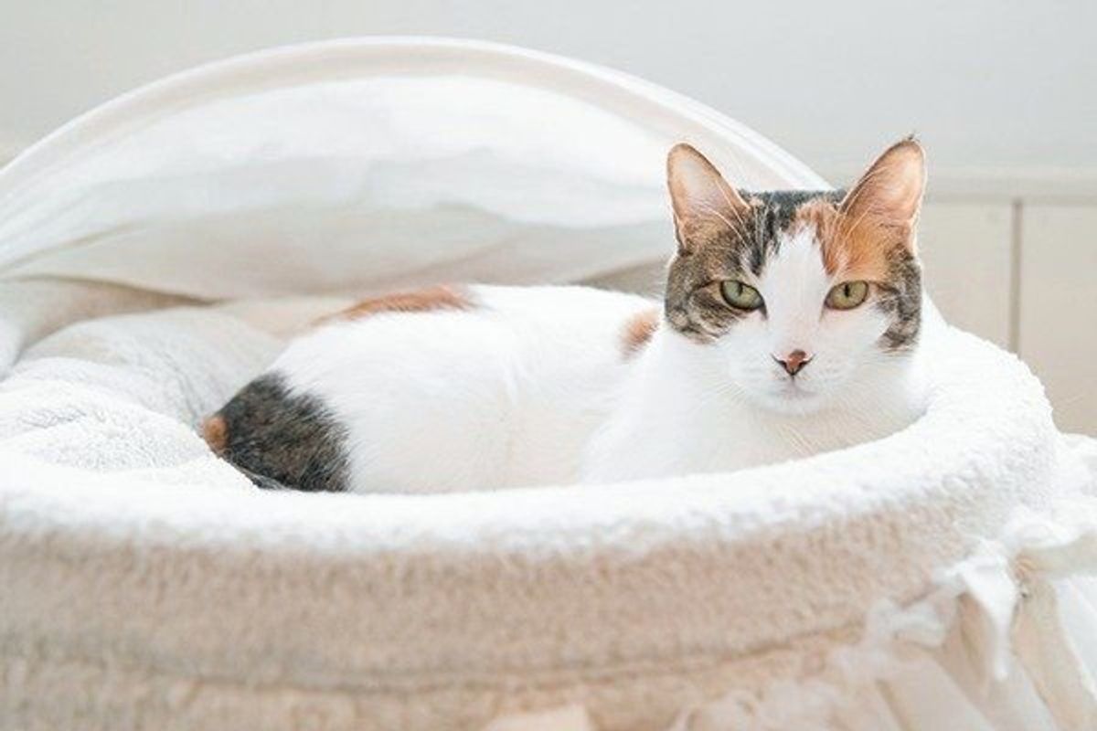 マイペースな性格だから メス猫が大満足する7つのこと ねこのきもちweb Magazine マイペースな性格だから メス猫が大満足する7つのこと ねこのきもちweb Magazine