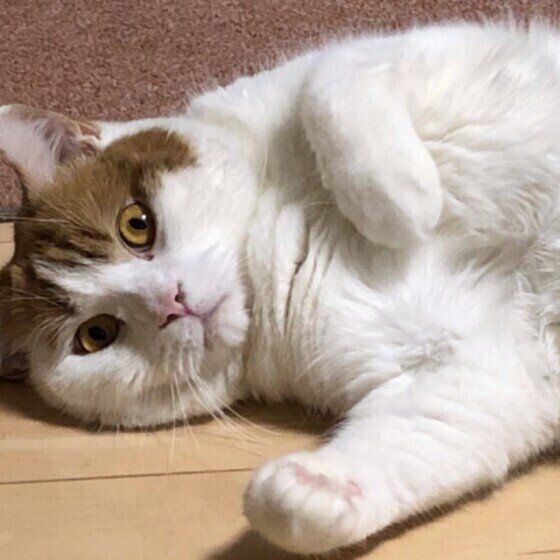 見つめるスコティッシュフォールド