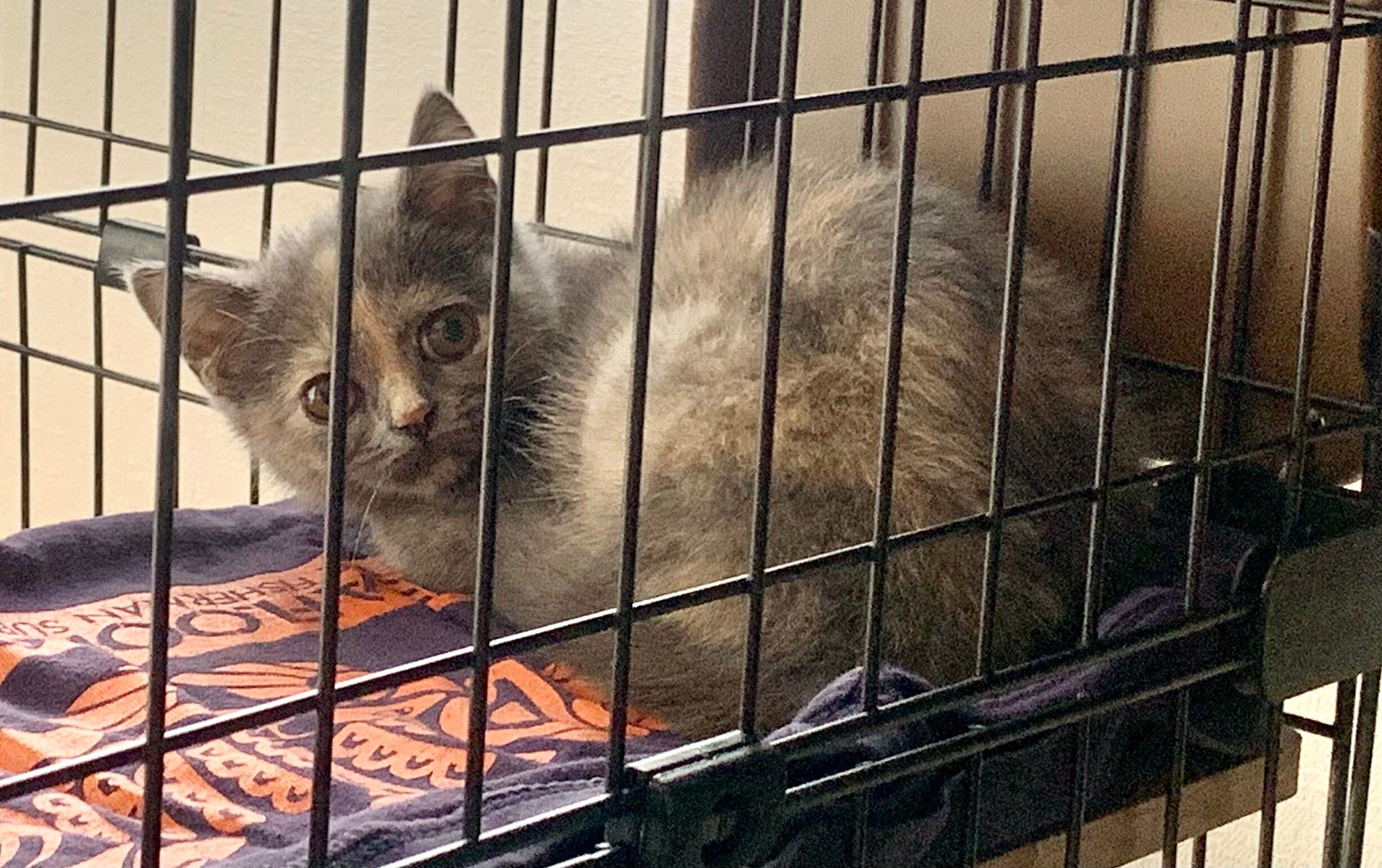 生後3カ月のブリティッシュショートヘア