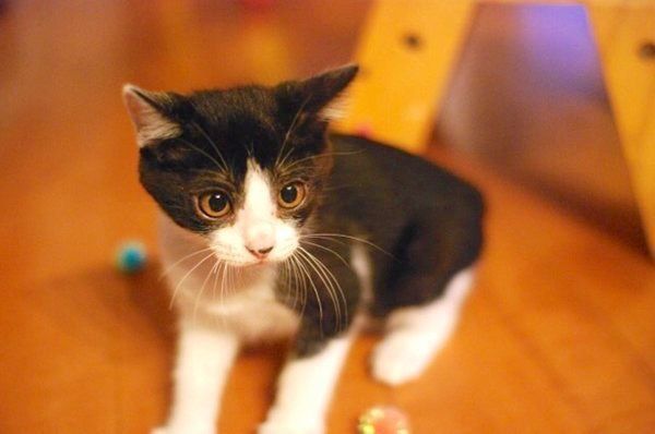 元保護猫・虎徹くん