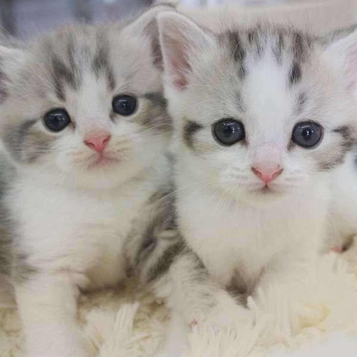 ぼくたちわたしたち1ヶ月記念日 赤ちゃん猫の激カワ画像集めました ねこのきもちweb Magazine ぼくたちわたしたち1ヶ月記念日 赤ちゃん猫の激カワ画像集めました ねこのきもちweb Magazine