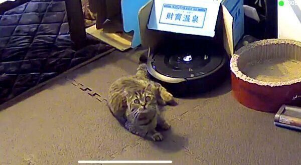 カメラに向かってドヤ顔をするジルちゃん