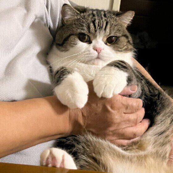 抱っこされる猫