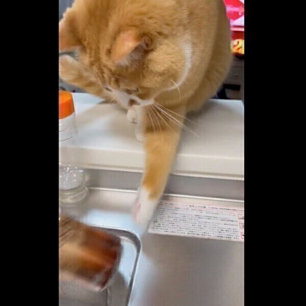 缶を落とすさんてくん